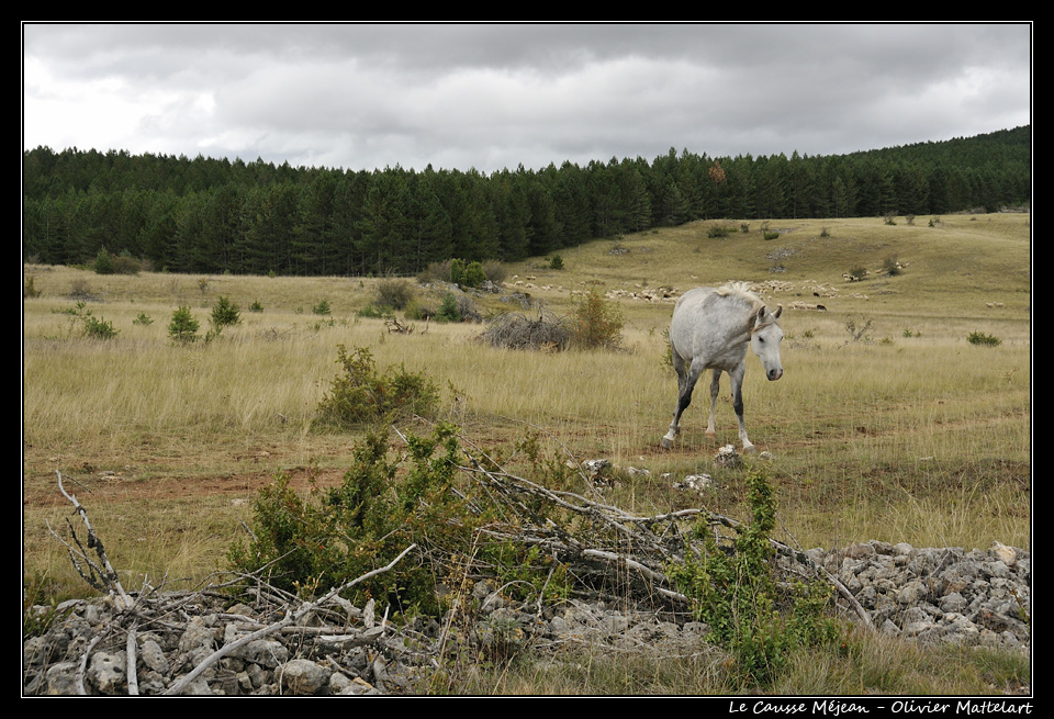 Causse Méjean