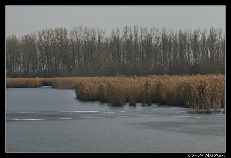 Marais de Harchies