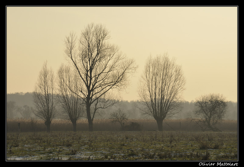 Marais de Harchies