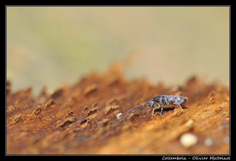 Collembola