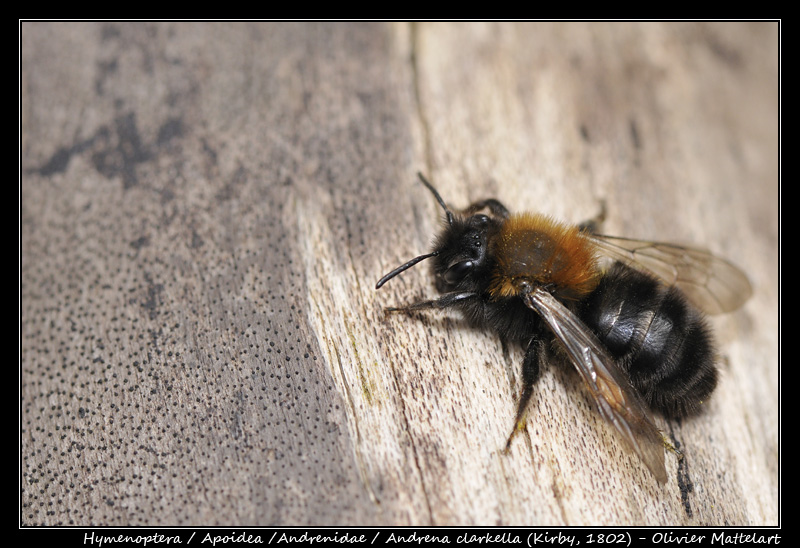 Andrena clarkella