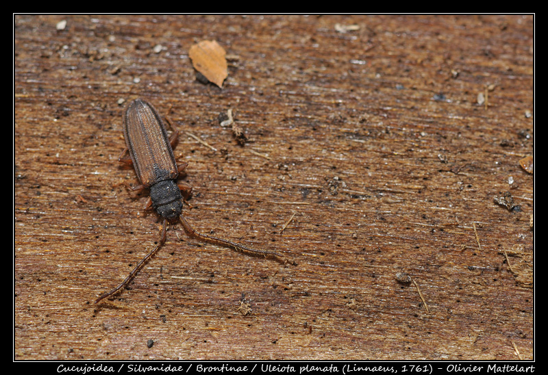 Uleiota planata (Linnaeus, 1761)