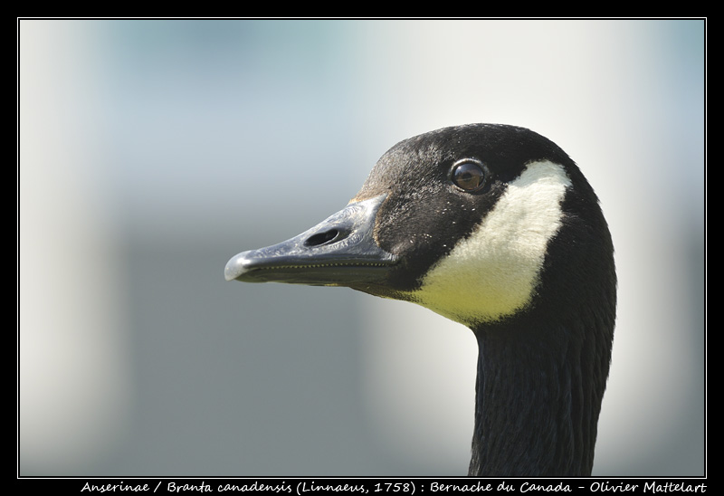 Branta canadensis (Linnaeus, 1758)