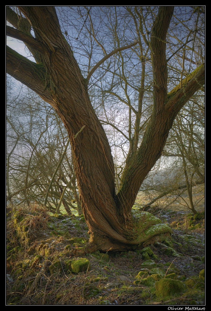 Arbre tordu (HDR)