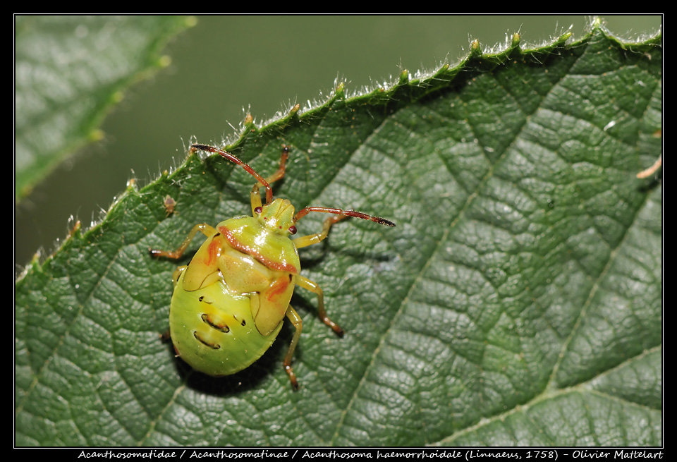 Acanthosoma haemorrhoidale (Linnaeus, 1758)