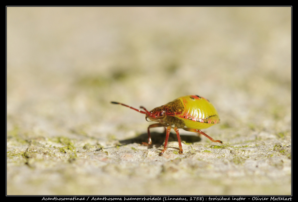 Acanthosoma haemorrhoidale (Linnaeus, 1758)