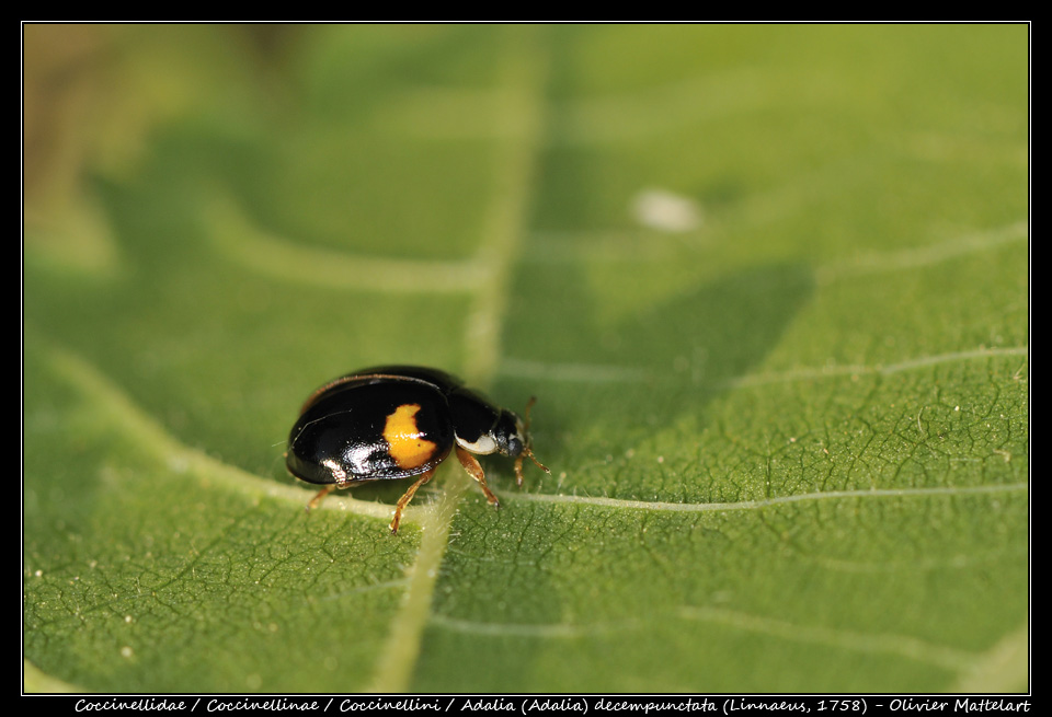 Adalia (Adalia) decempunctata (Linnaeus, 1758)