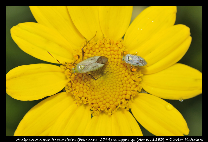 Adelphocoris quadripunctatus (Fabricius, 1794) et Lygus sp. (Hahn, 1833)