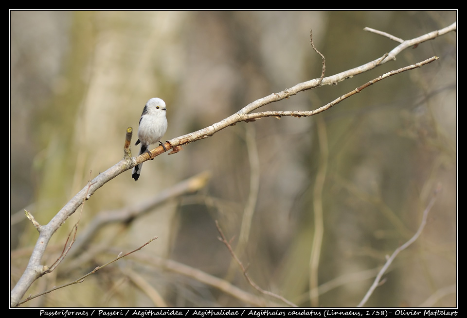 Aegithalos caudatus (Linnaeus, 1758)