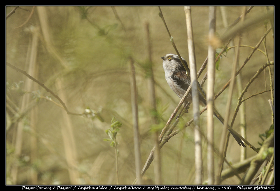 Aegithalos caudatus (Linnaeus, 1758)