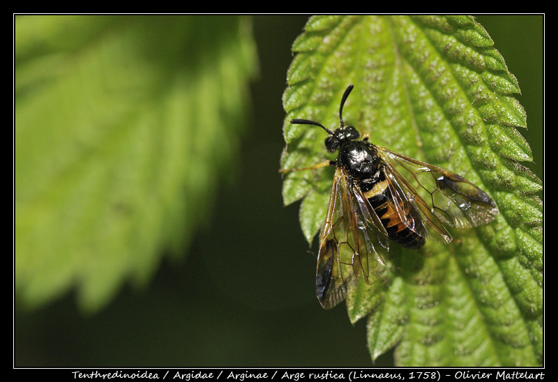 Arge rustica (Linnaeus, 1758)