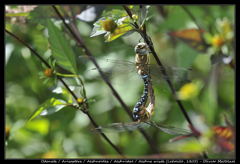 Aeshna mixta (Latreille, 1805)