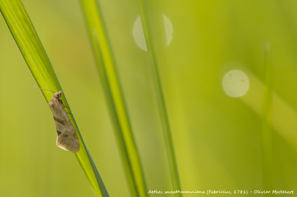 Aethes smeathmanniana (Fabricius, 1781)