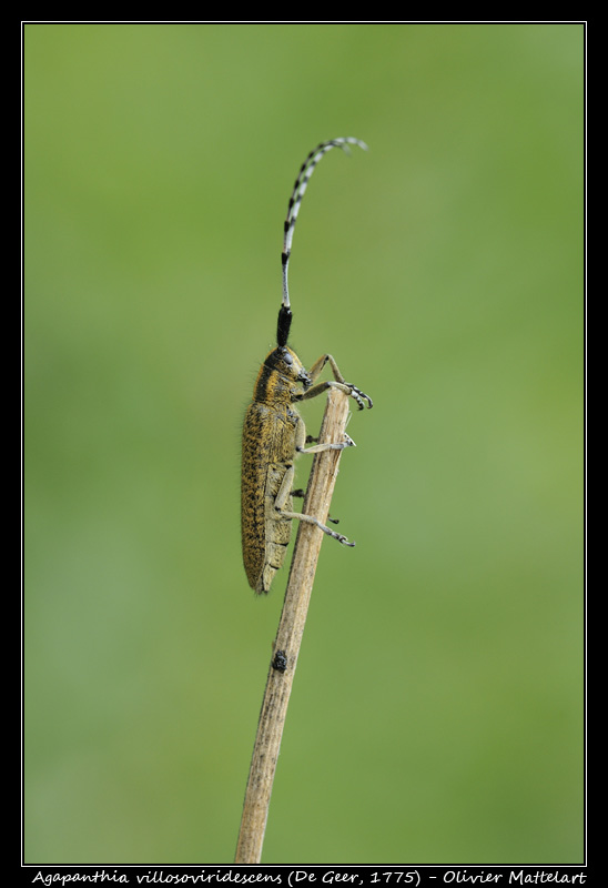 Agapanthia villosoviridescens (De Geer, 1775)