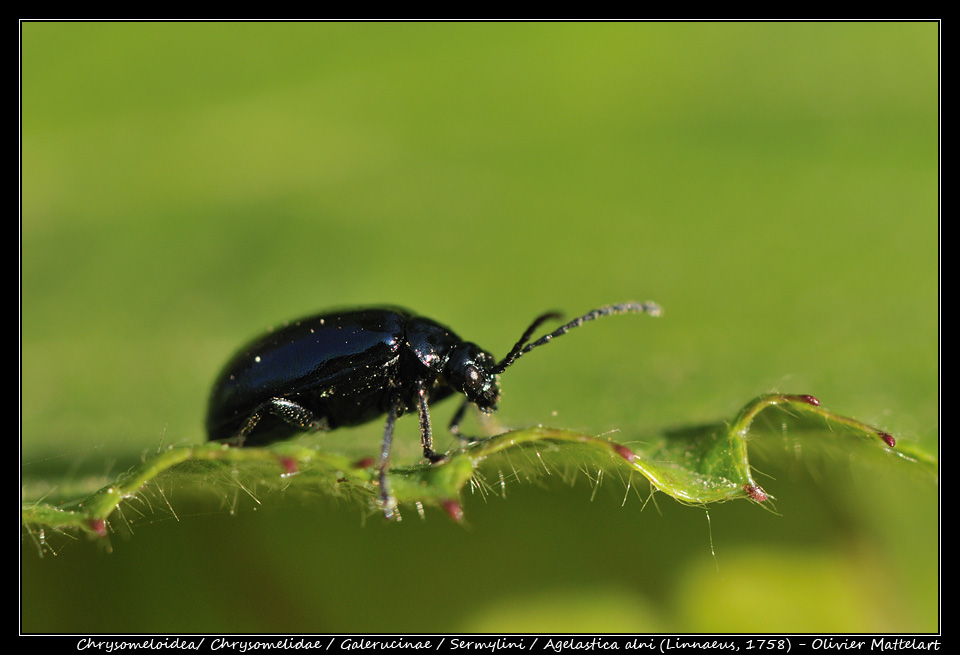 Agelastica alni (Linnaeus, 1758)