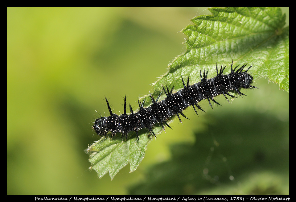 Aglais io (Linnaeus, 1758) : chenille