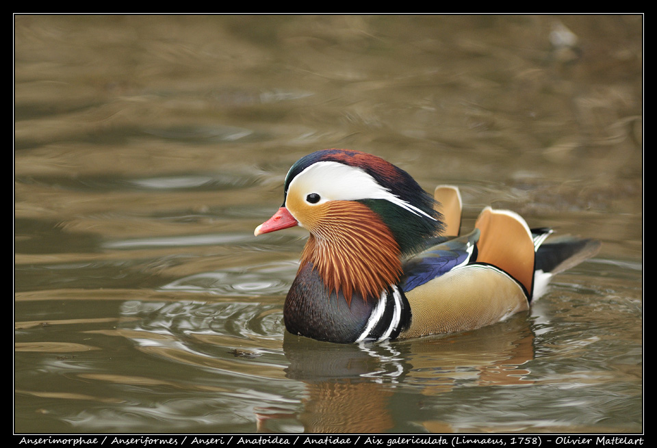 Aix galericulata (Linnaeus, 1758) : le canard mandarin (mâle)