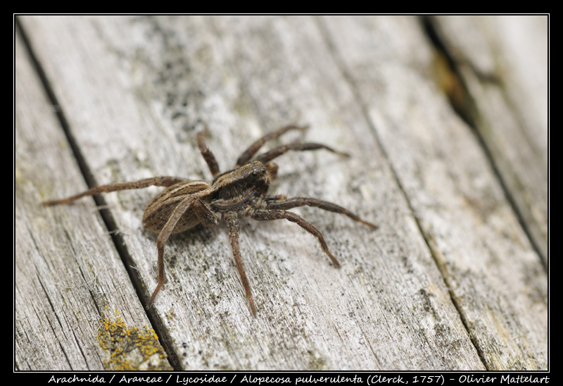 Alopecosa pulverulenta (Clerck, 1757)