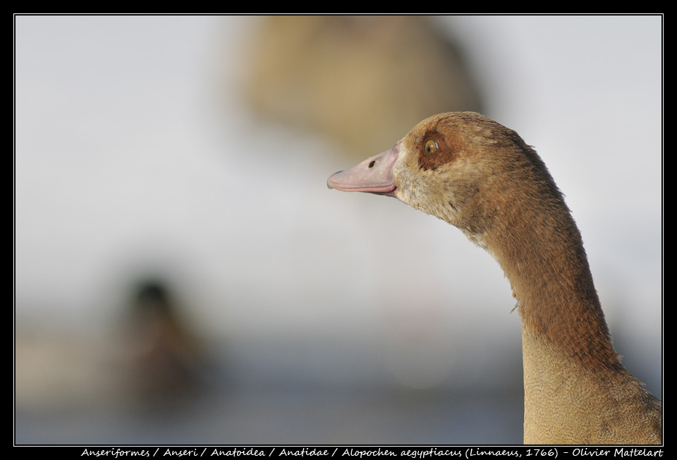 Alopochen aegyptiacus (Linnaeus, 1766)