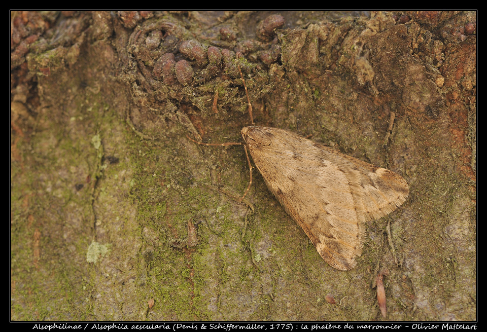 Alsophila aescularia (Denis & Schiffermüller, 1775)