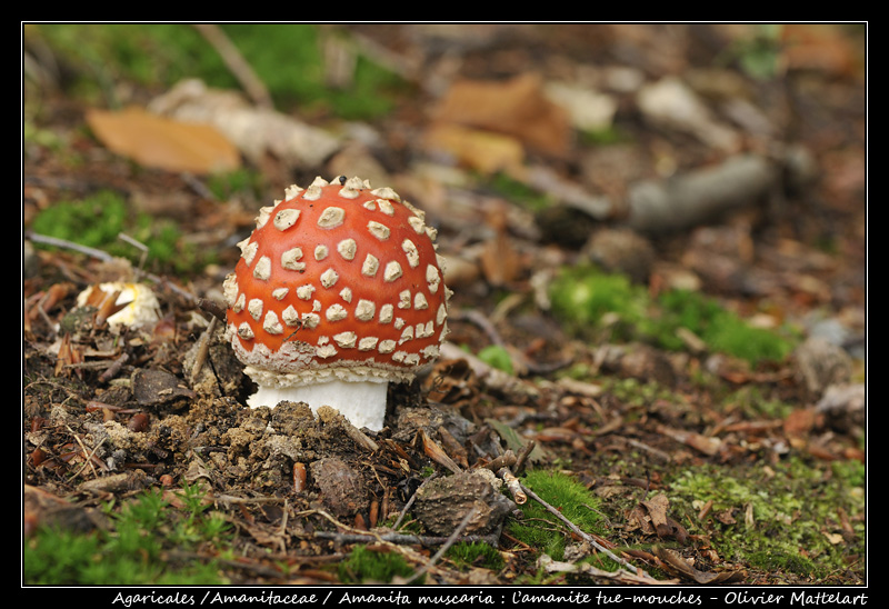 Amanita muscaria