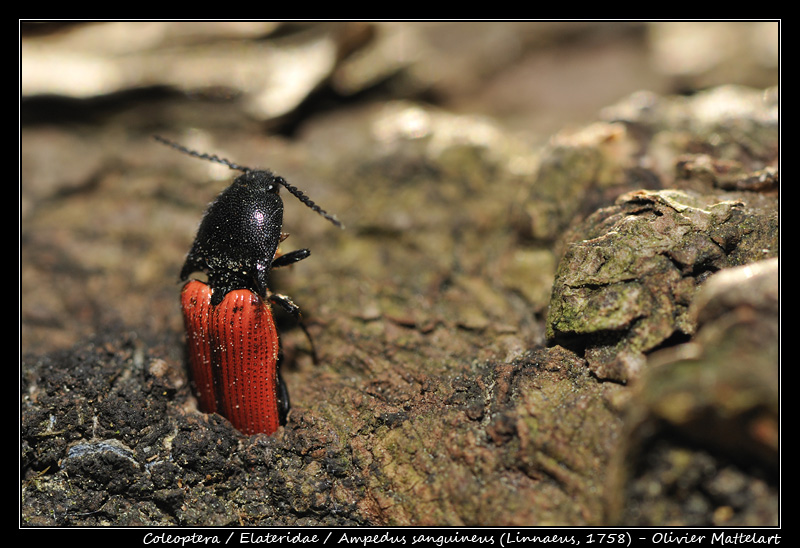 Ampedus sanguineus (Linnaeus, 1758)