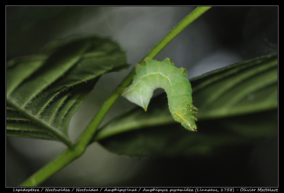 Amphipyra pyramidea (Linnaeus, 1758)