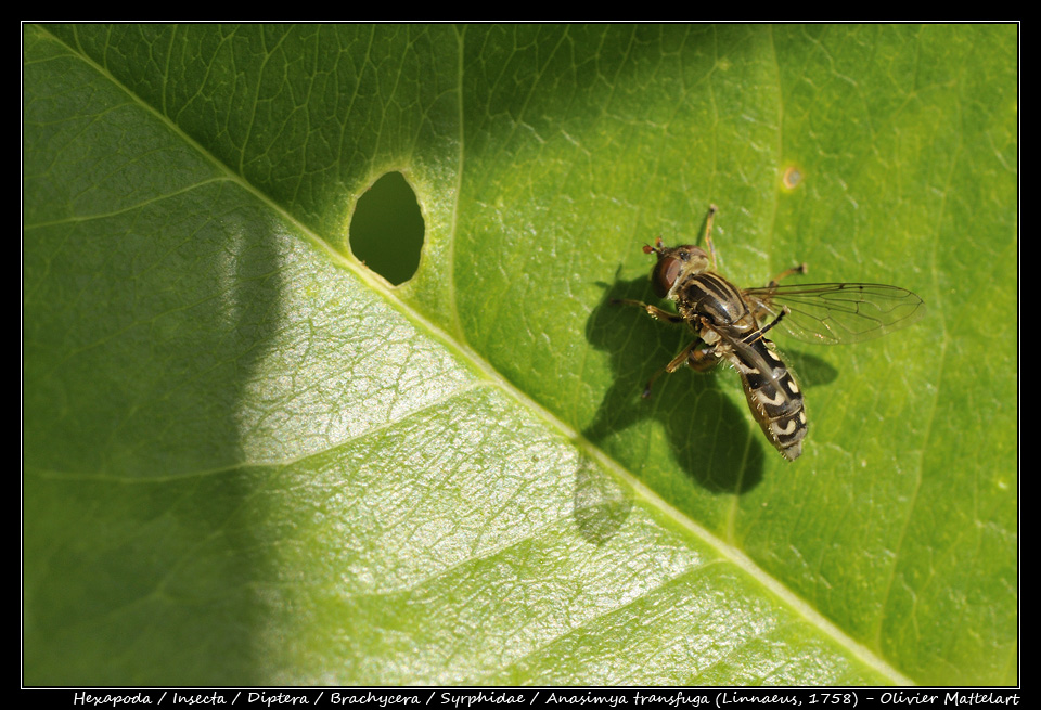 Anasimya transfuga (Linnaeus, 1758)