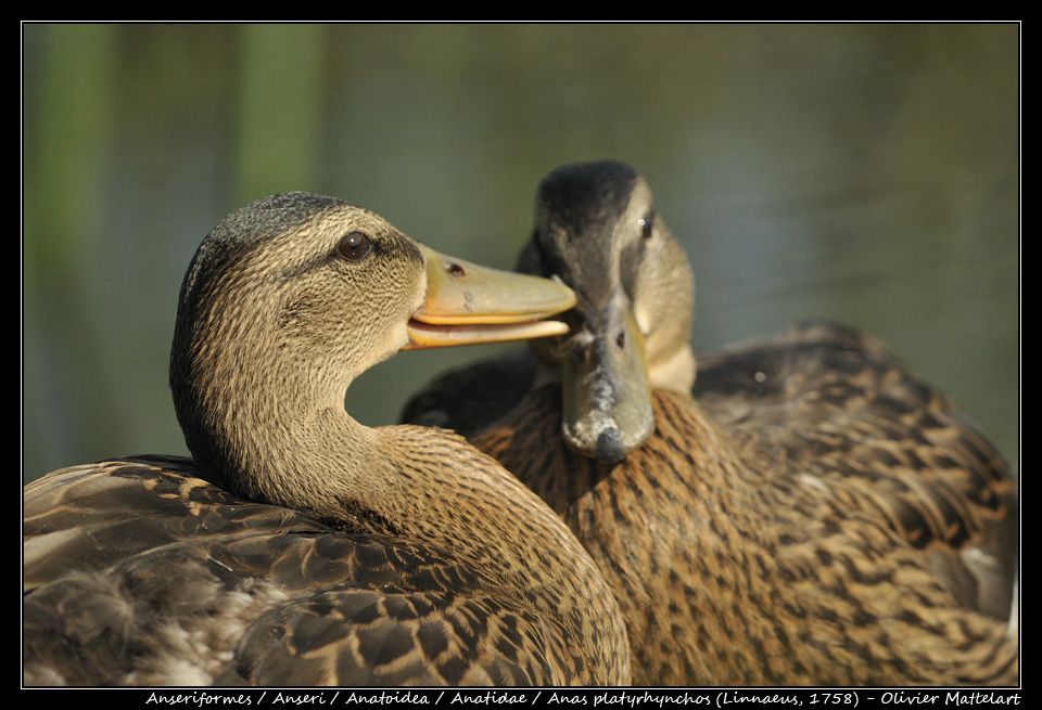 Anas platyrhynchos (Linnaeus, 1758)