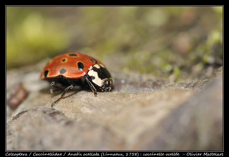 Anatis ocellata (Linnaeus, 1758)