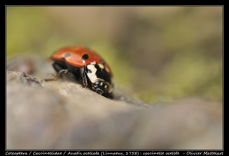 Anatis ocellata (Linnaeus, 1758)