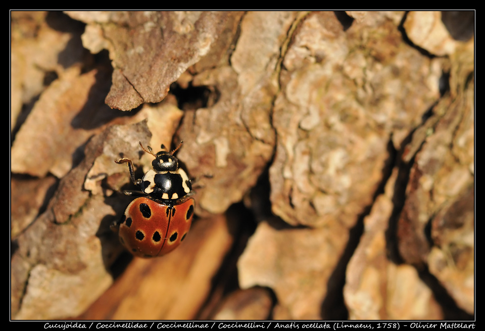 Anatis ocellata (Linnaeus, 1758)