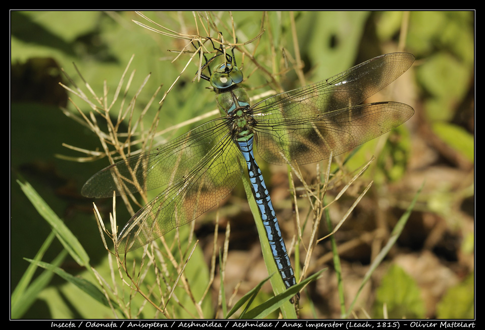 Anax imperator (Leach, 1815) : mâle