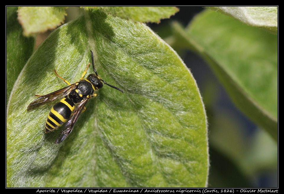 Ancistrocerus nigricornis (Curtis, 1826)