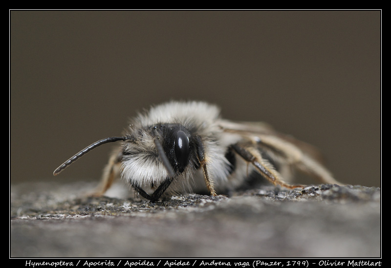 Andrena vaga (Panzer, 1799)