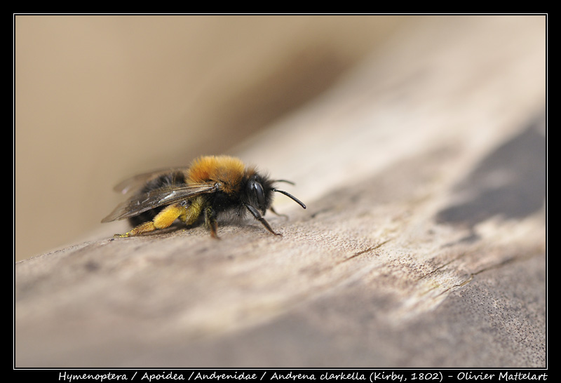 Andrena clarkella