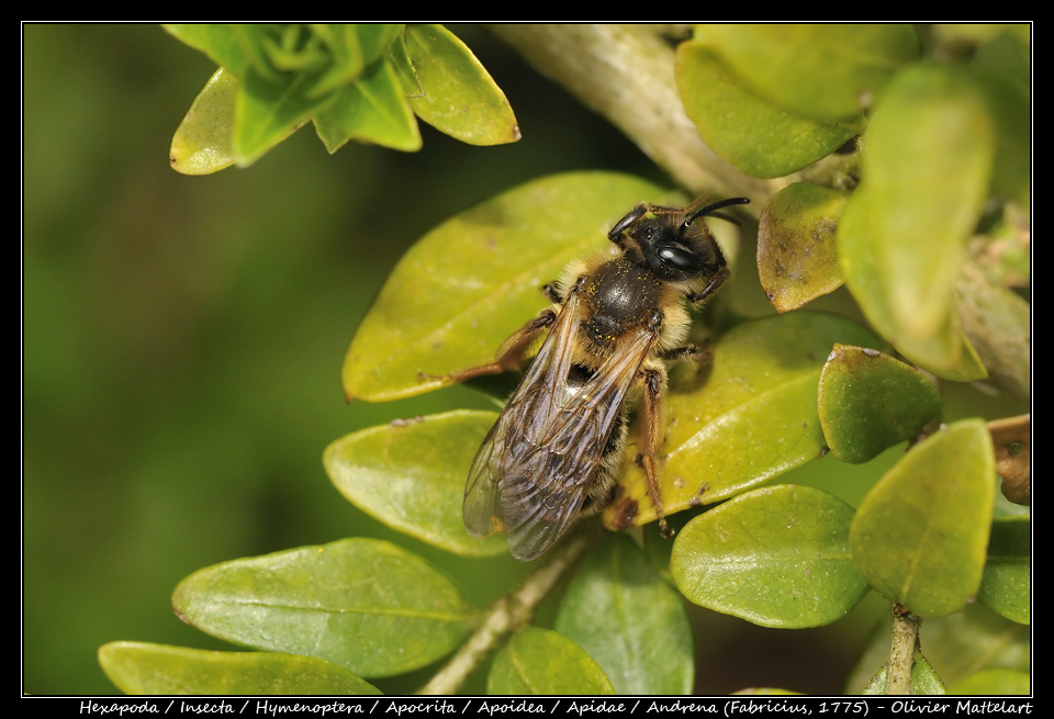 Andrena (Fabricius, 1775)