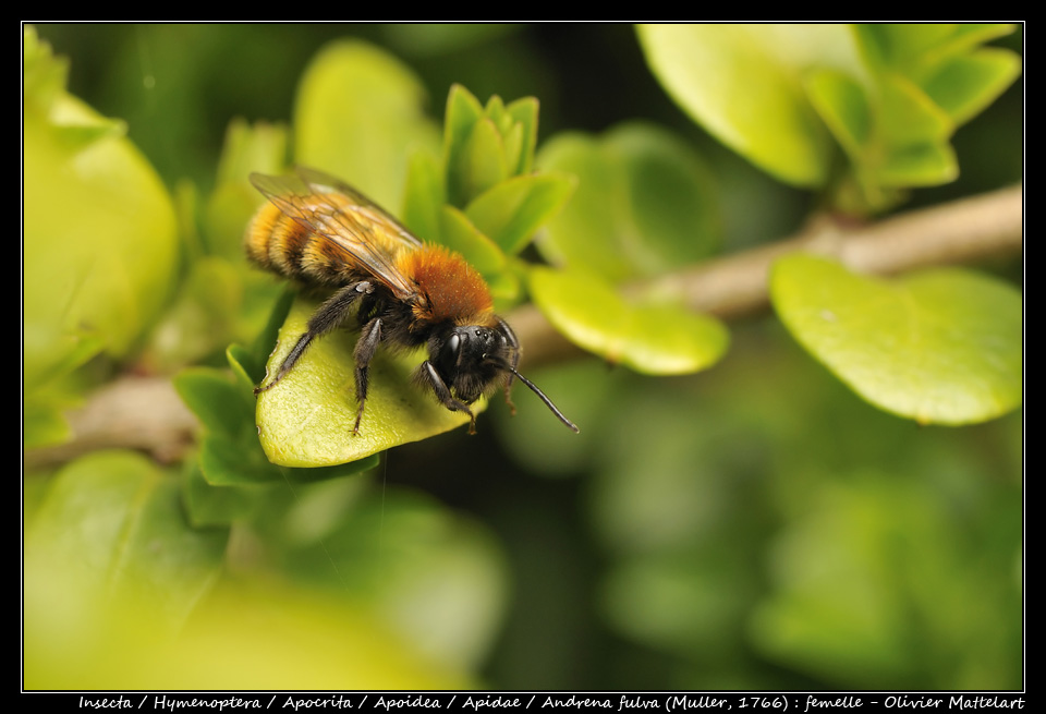 Andrena fulva (Muller, 1766)