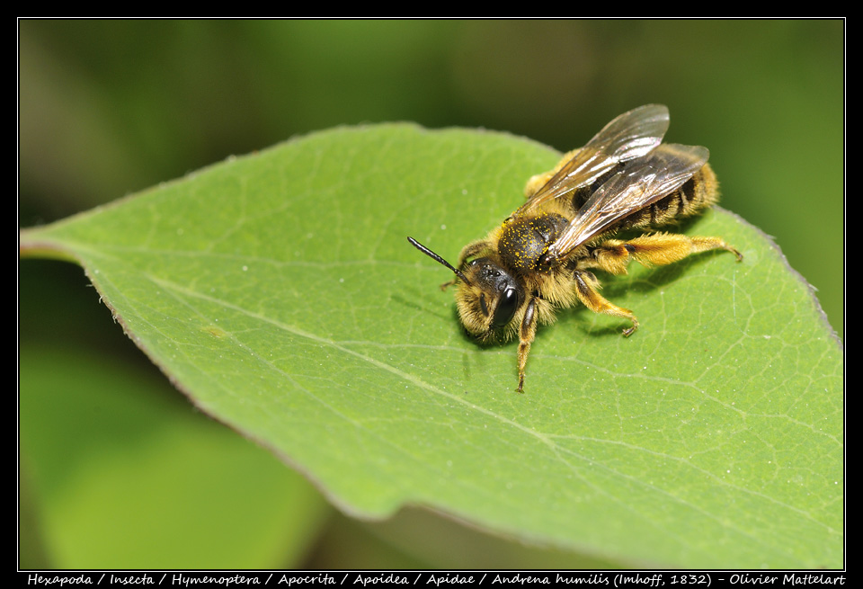 Andrena humilis (Imhoff, 1832)