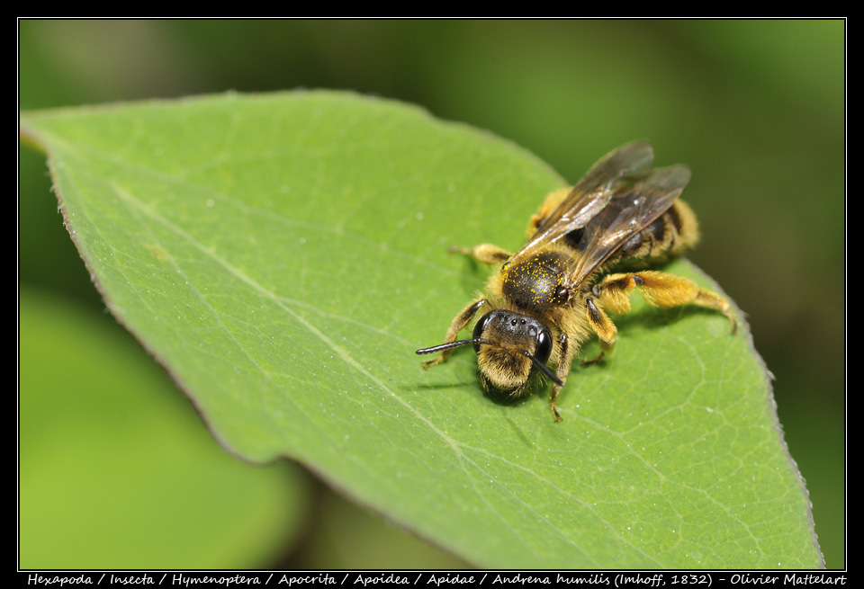 Andrena humilis (Imhoff, 1832)