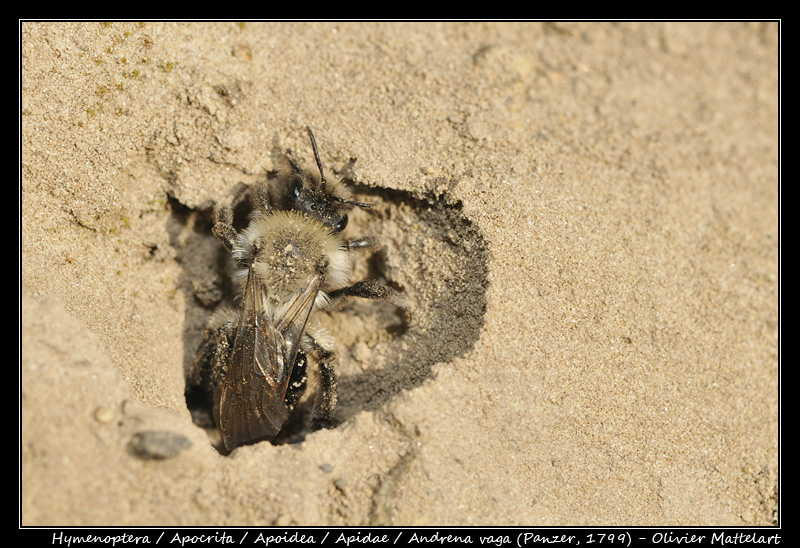 Andrena vaga (Panzer, 1799)