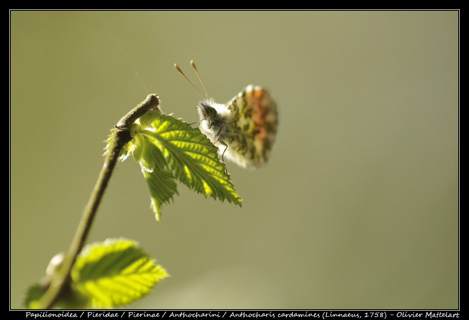 Anthocharis cardamines (Linnaeus, 1758)