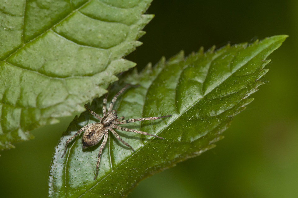 Anyphaena accentuata (Walckenaer, 1802 )