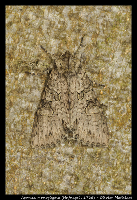 Apamea monoglypha (Hufnagel, 1766)