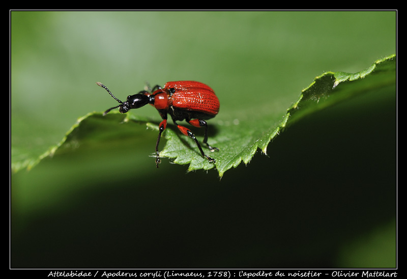 Apoderus coryli (Linnaeus, 1758)