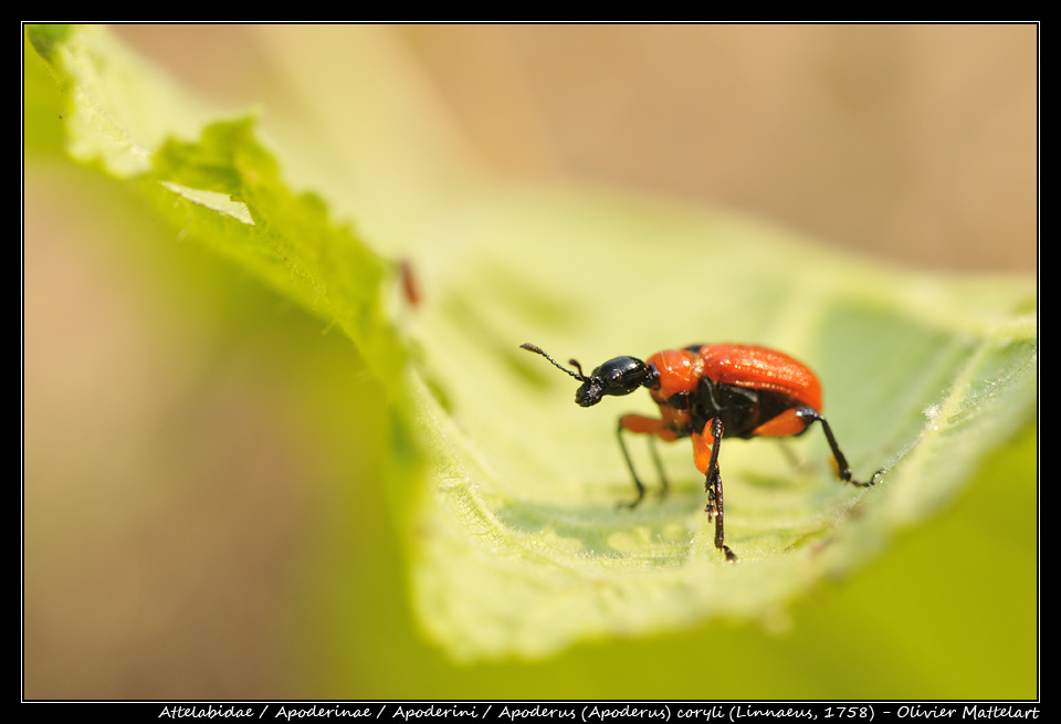 Apoderus (Apoderus) coryli (Linnaeus, 1758)