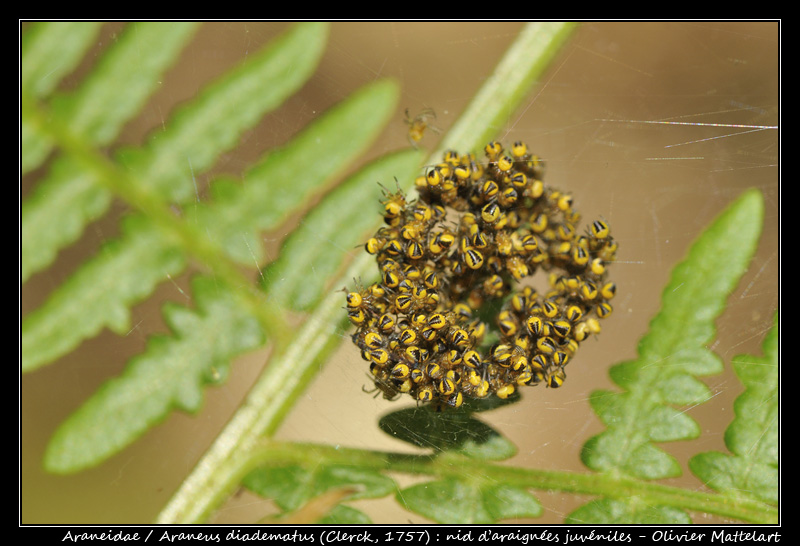 Araneus diadematus (Clerck, 1757)