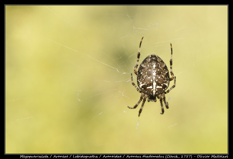 Araneus diadematus (Clerck, 1757)