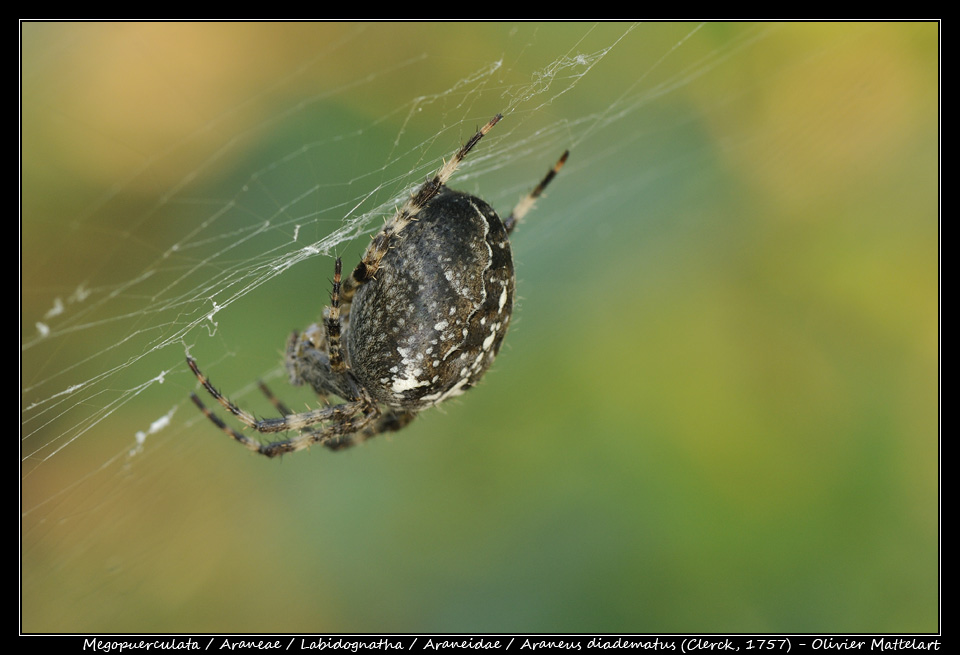 Araneus diadematus (Clerck, 1757)