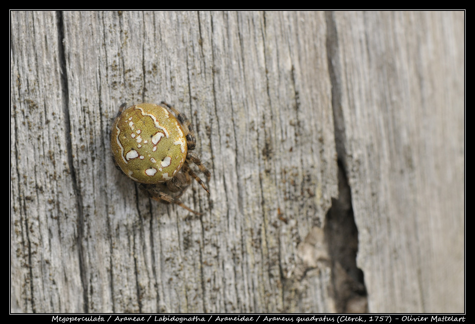 Araneus quadratus (Clerck, 1757)